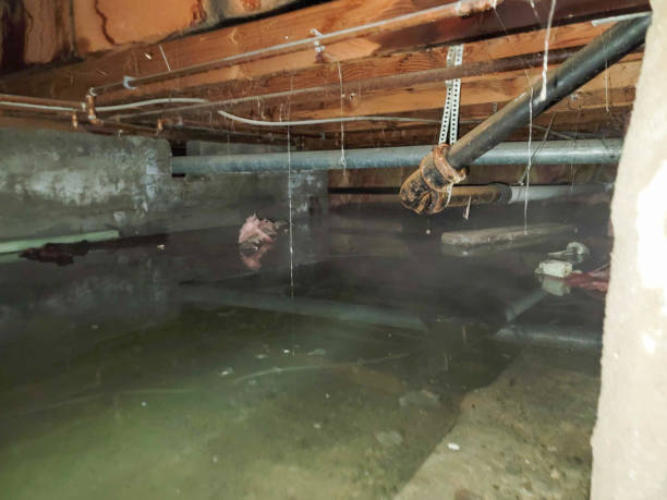 Best Water damage restoration near me  in East Riverdale, MD